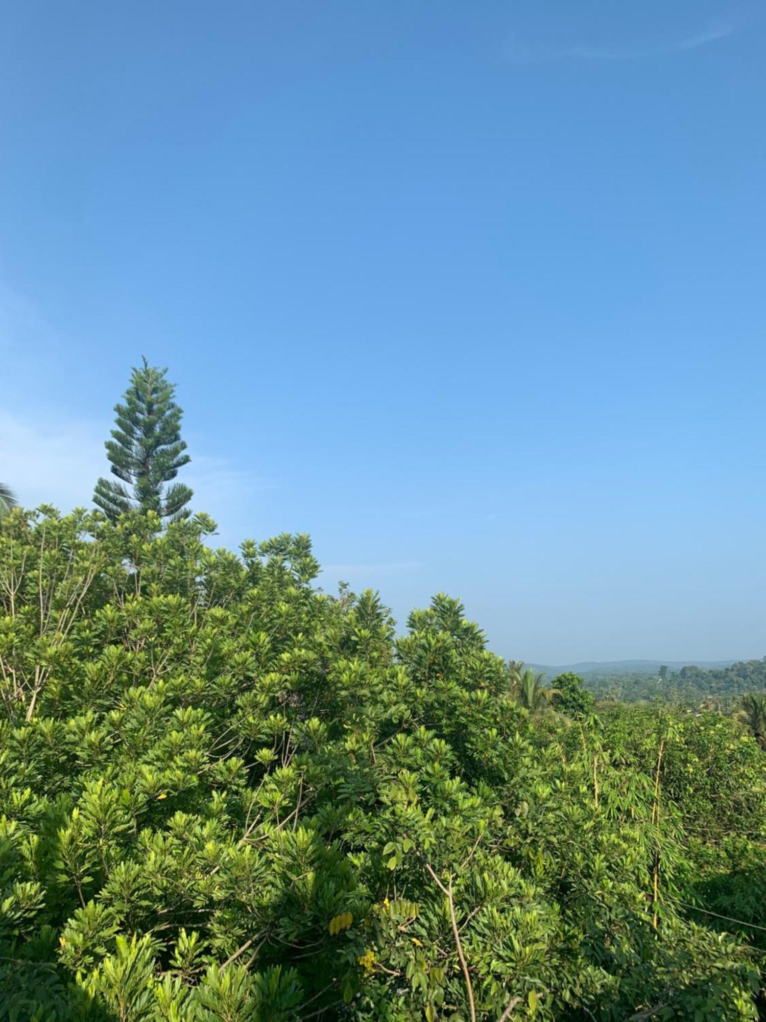 Thaproo Bay Hiriketiya Bed & Breakfast Dikwella Bagian luar foto